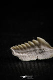 05010 - Beautiful Well Preserved 0.59 Inch Hexanchus microdon Shark Tooth