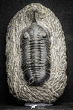 22039 - Well Prepared 2.67 Inch Morocconites malladoides Middle Devonian