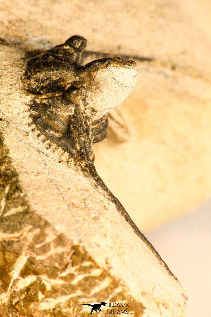 30745 - Beautiful 1.65 Inch Kettneraspis prescheri (Long Occipital Horn) Lower Devonian Trilobite