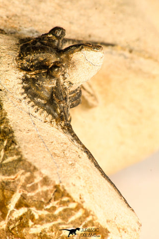 30745 - Beautiful 1.65 Inch Kettneraspis prescheri (Long Occipital Horn) Lower Devonian Trilobite