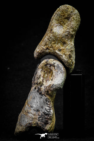 20575 - Top Rare 4.20 Inch Spinosaurus Dinosaur Foot 2 Phalanx Bones Cretaceous KemKem