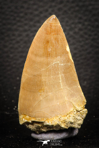 07668 - Top Rare 2.04 Inch Mosasaur (Prognathodon anceps) Tooth Pathologically Deformed