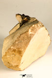 30745 - Beautiful 1.65 Inch Kettneraspis prescheri (Long Occipital Horn) Lower Devonian Trilobite