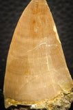 07668 - Top Rare 2.04 Inch Mosasaur (Prognathodon anceps) Tooth Pathologically Deformed