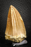 07668 - Top Rare 2.04 Inch Mosasaur (Prognathodon anceps) Tooth Pathologically Deformed