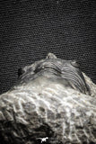 22040 - Well Prepared 2.73 Inch Morocconites malladoides Middle Devonian