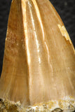 07668 - Top Rare 2.04 Inch Mosasaur (Prognathodon anceps) Tooth Pathologically Deformed
