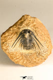 30746 - Well Prepared 1.67 Inch Kettneraspis prescheri (Long Occipital Horn) Lower Devonian Trilobite