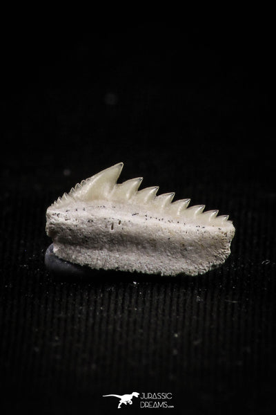 Beautiful Well Preserved 0.50 Inch Hexanchus microdon Shark Tooth ...
