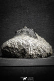 22040 - Well Prepared 2.73 Inch Morocconites malladoides Middle Devonian