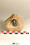 30746 - Well Prepared 1.67 Inch Kettneraspis prescheri (Long Occipital Horn) Lower Devonian Trilobite