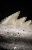 05011 - Beautiful Well Preserved 0.50 Inch Hexanchus microdon Shark Tooth