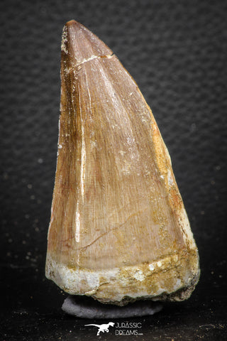 07669 - Beautiful 2.57 Inch Mosasaur (Prognathodon anceps) Tooth