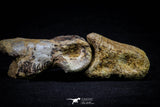 20575 - Top Rare 4.20 Inch Spinosaurus Dinosaur Foot 2 Phalanx Bones Cretaceous KemKem