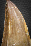 07669 - Beautiful 2.57 Inch Mosasaur (Prognathodon anceps) Tooth