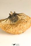 30746 - Well Prepared 1.67 Inch Kettneraspis prescheri (Long Occipital Horn) Lower Devonian Trilobite