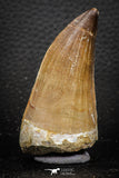 07669 - Beautiful 2.57 Inch Mosasaur (Prognathodon anceps) Tooth
