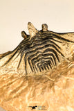 30746 - Well Prepared 1.67 Inch Kettneraspis prescheri (Long Occipital Horn) Lower Devonian Trilobite