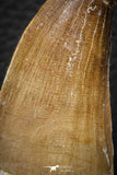 07669 - Beautiful 2.57 Inch Mosasaur (Prognathodon anceps) Tooth