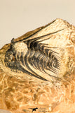 30746 - Well Prepared 1.67 Inch Kettneraspis prescheri (Long Occipital Horn) Lower Devonian Trilobite