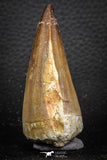07669 - Beautiful 2.57 Inch Mosasaur (Prognathodon anceps) Tooth