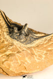30746 - Well Prepared 1.67 Inch Kettneraspis prescheri (Long Occipital Horn) Lower Devonian Trilobite