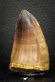 07670 - Top Rare 2.21 Inch Huge Prognathodon curii (Mosasaur) Tooth Late Cretaceous