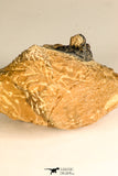 30746 - Well Prepared 1.67 Inch Kettneraspis prescheri (Long Occipital Horn) Lower Devonian Trilobite