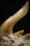 05012 - Beautiful Well Preserved 0.55 Inch Weltonia ancistrodon Shark Tooth