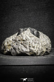 22040 - Well Prepared 2.73 Inch Morocconites malladoides Middle Devonian