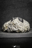 22040 - Well Prepared 2.73 Inch Morocconites malladoides Middle Devonian