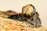 30746 - Well Prepared 1.67 Inch Kettneraspis prescheri (Long Occipital Horn) Lower Devonian Trilobite