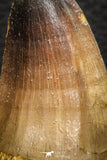 07670 - Top Rare 2.21 Inch Huge Prognathodon curii (Mosasaur) Tooth Late Cretaceous