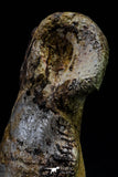 20575 - Top Rare 4.20 Inch Spinosaurus Dinosaur Foot 2 Phalanx Bones Cretaceous KemKem
