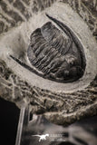88135 - Superb 0.85 Inch Diademaproetus praecursor Devonian Trilobite