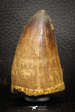 07670 - Top Rare 2.21 Inch Huge Prognathodon curii (Mosasaur) Tooth Late Cretaceous