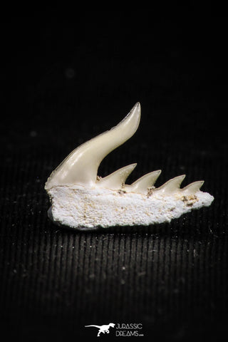 05013 - Beautiful Well Preserved 0.54 Inch Weltonia ancistrodon Shark Tooth