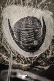 88135 - Superb 0.85 Inch Diademaproetus praecursor Devonian Trilobite