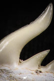 05013 - Beautiful Well Preserved 0.54 Inch Weltonia ancistrodon Shark Tooth