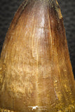 07670 - Top Rare 2.21 Inch Huge Prognathodon curii (Mosasaur) Tooth Late Cretaceous