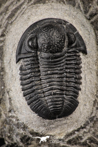 88136 - Superb 1.24 Inch Gerastos tuberculatus Devonian Trilobite