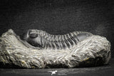 22040 - Well Prepared 2.73 Inch Morocconites malladoides Middle Devonian