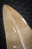07671 - Top Rare 2.16 Inch Huge Mosasaurus hoffmanni Tooth Late Cretaceous