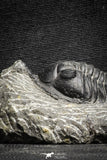22040 - Well Prepared 2.73 Inch Morocconites malladoides Middle Devonian