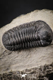 88137 - Well Prepared Austerops (Phacops) Lower Devonian Trilobite