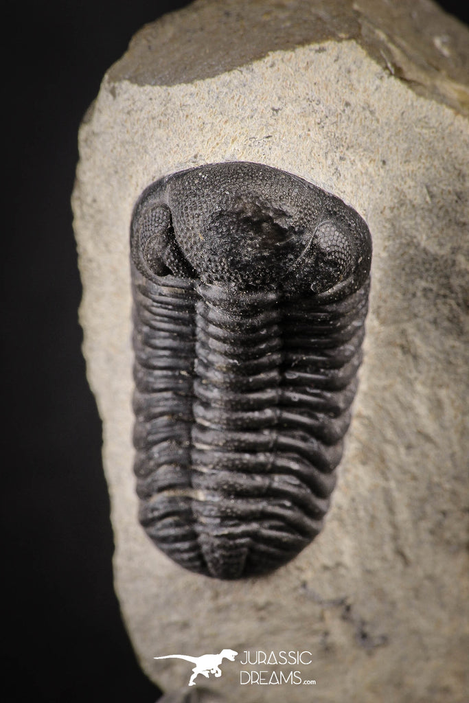 88137 - Well Prepared Austerops (Phacops) Lower Devonian Trilobite