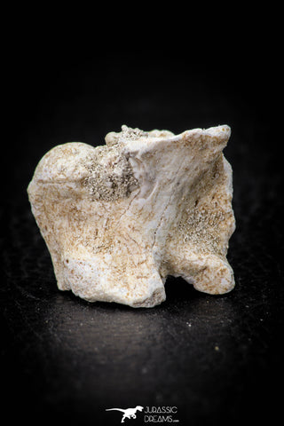 05490 - Top Beautiful 0.96 Palaeophis Magrebianus Paleocene Sea Snake Vertebra Bone