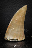 07671 - Top Rare 2.16 Inch Huge Mosasaurus hoffmanni Tooth Late Cretaceous