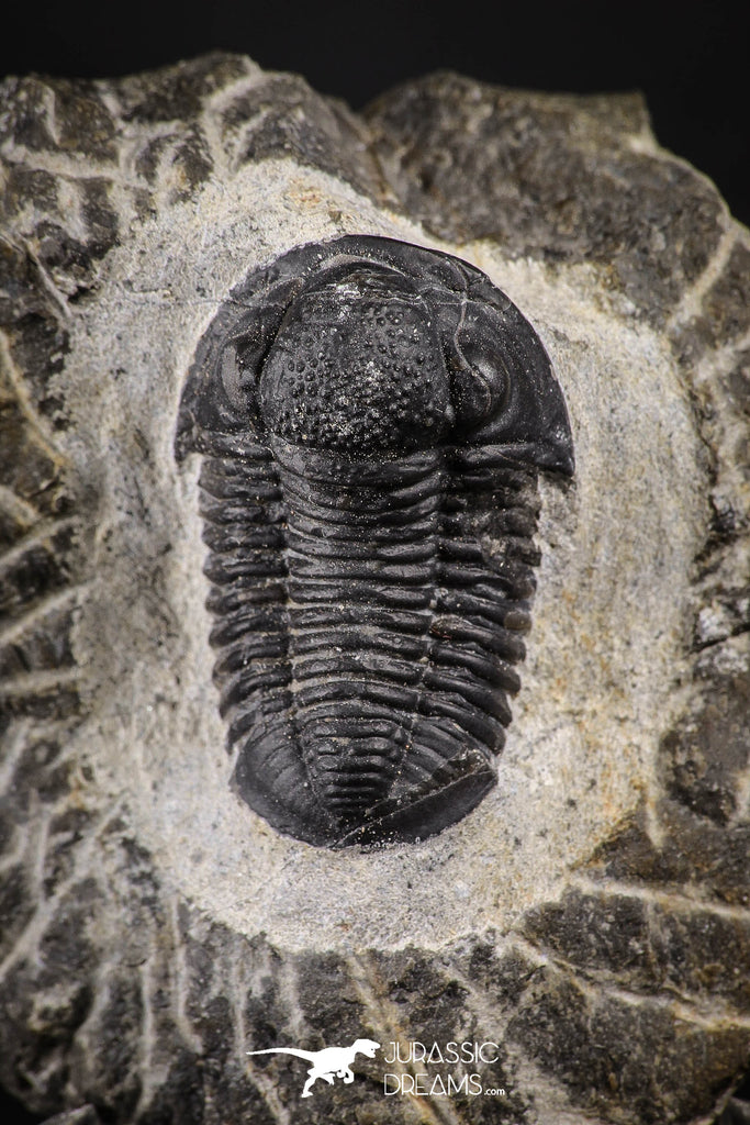 88138 - Superb 0.99 Inch Gerastos tuberculatus Devonian Trilobite