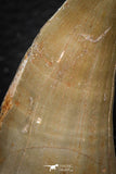 07671 - Top Rare 2.16 Inch Huge Mosasaurus hoffmanni Tooth Late Cretaceous